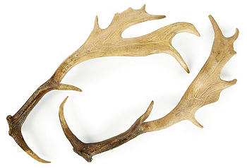 ANTLER-NEW-5586 CPD.jpg